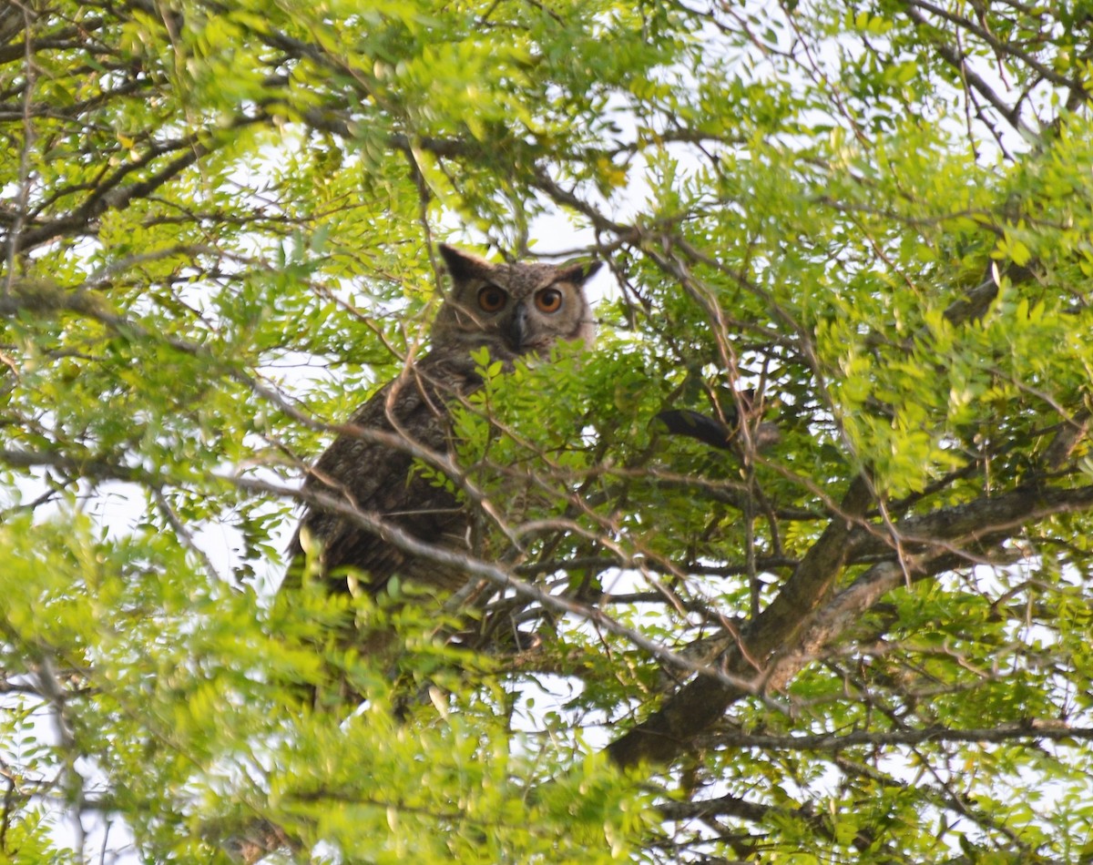 Great Horned Owl - ML371141781