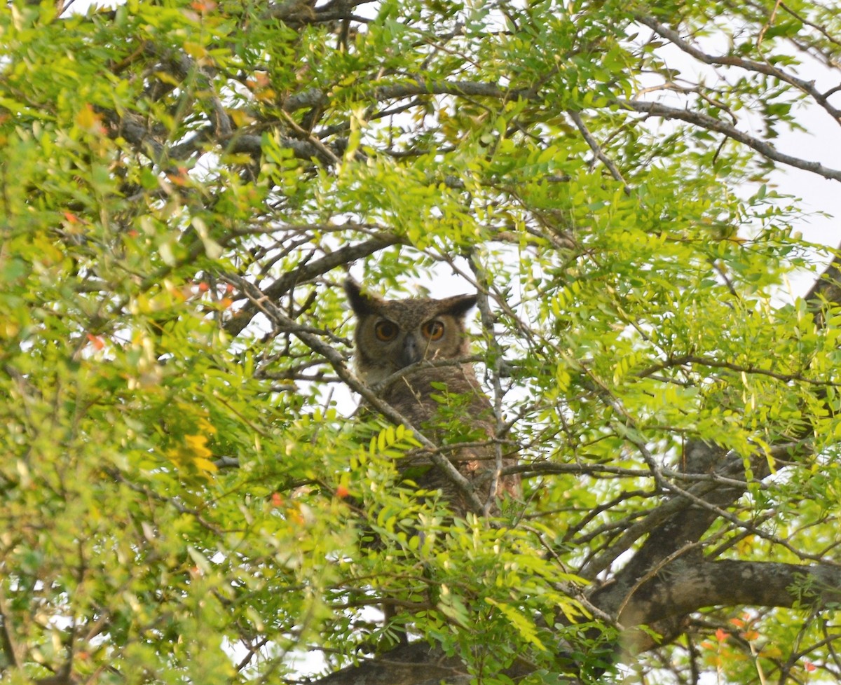 Great Horned Owl - ML371141921