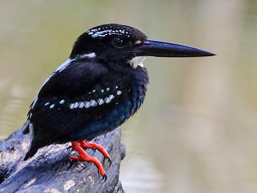Southern Silvery-Kingfisher - Charley Hesse TROPICAL BIRDING