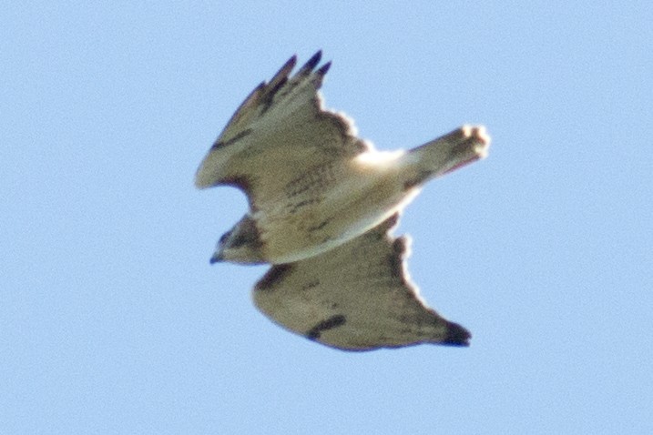 Red-tailed Hawk - ML37115171