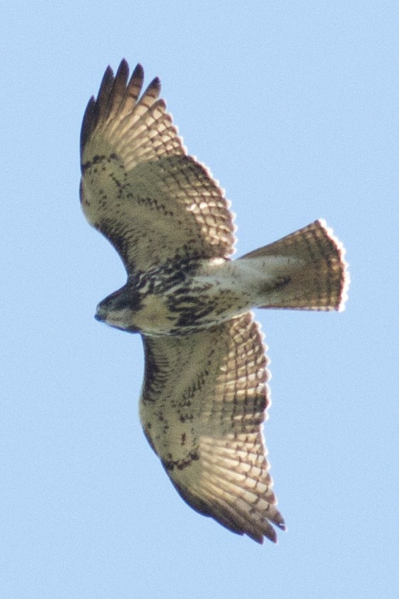 Red-tailed Hawk - ML37115191