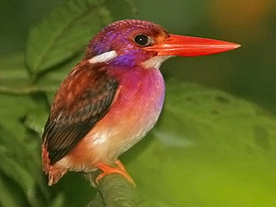 Philippine Dwarf-Kingfisher - Robert Hutchinson