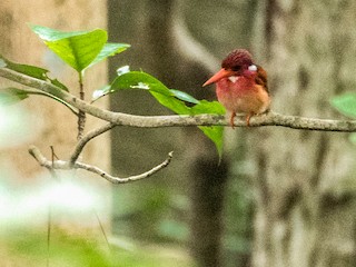成鳥 (Mindanao) - Forest Botial-Jarvis - ML371153841