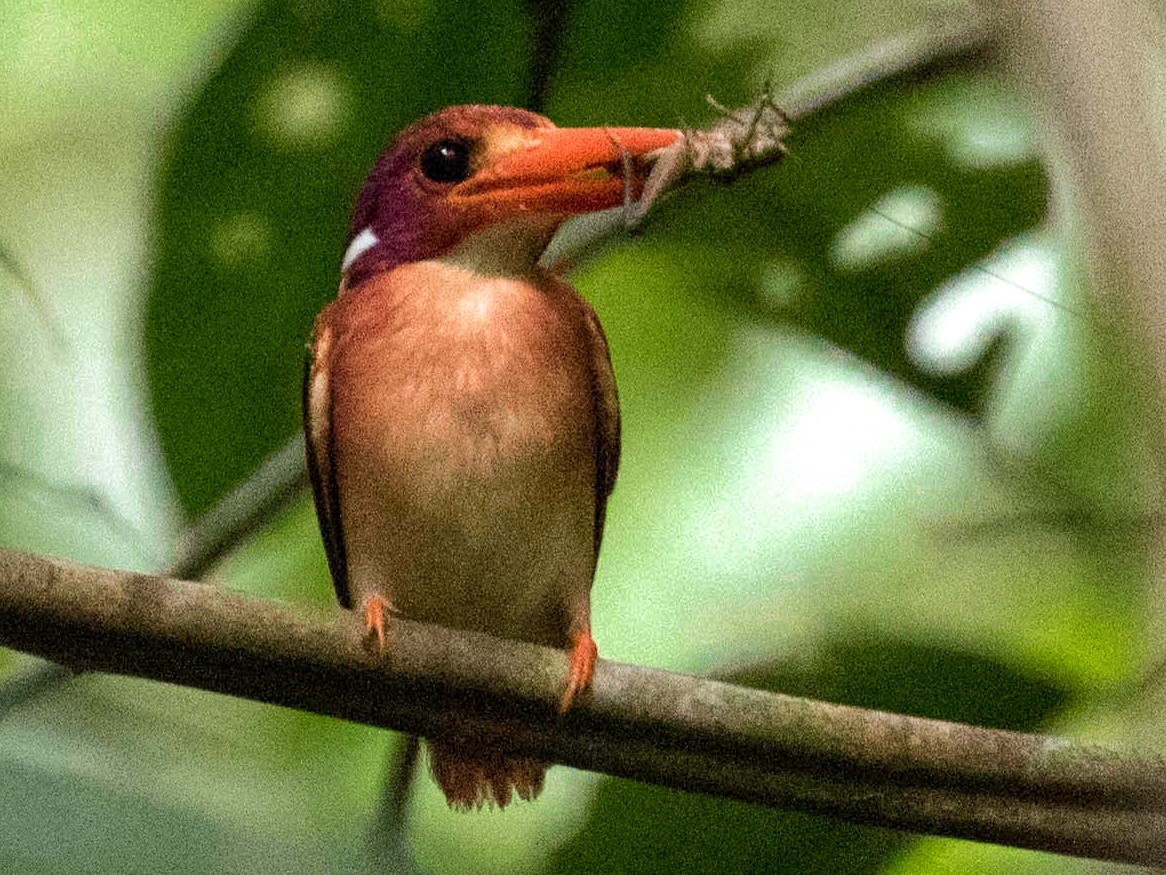 Philippine Dwarf-Kingfisher - Ross Gallardy
