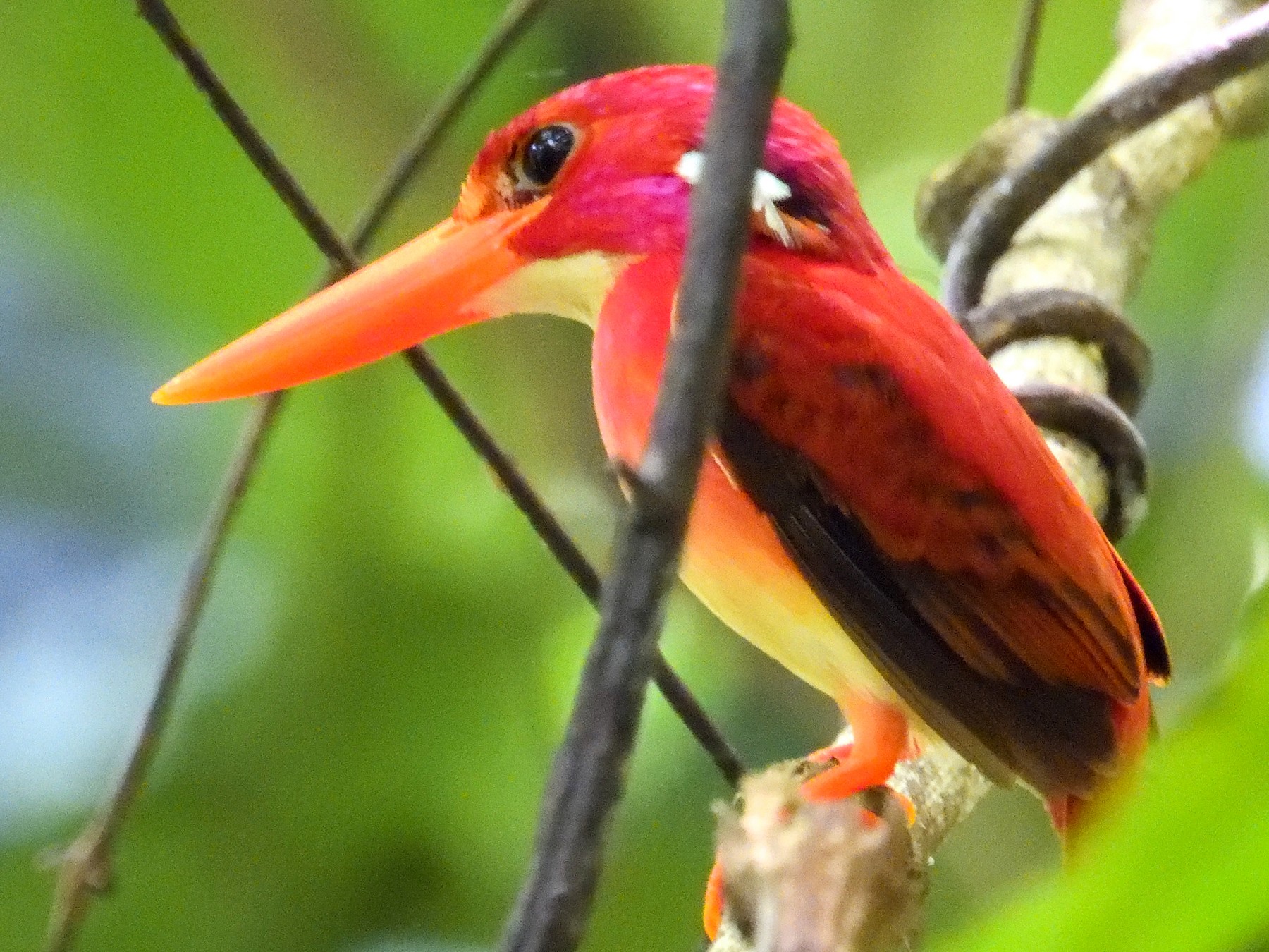 Philippine Dwarf-Kingfisher - Lea  Walker