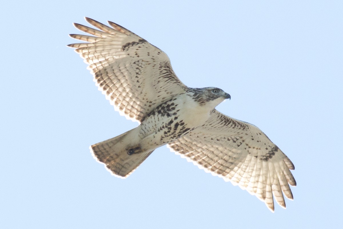 Red-tailed Hawk - ML37115541