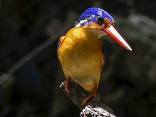  - Dimorphic Dwarf-Kingfisher