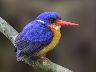  - Dimorphic Dwarf-Kingfisher