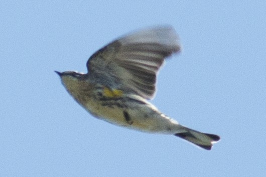Yellow-rumped Warbler (Myrtle) - ML37115571