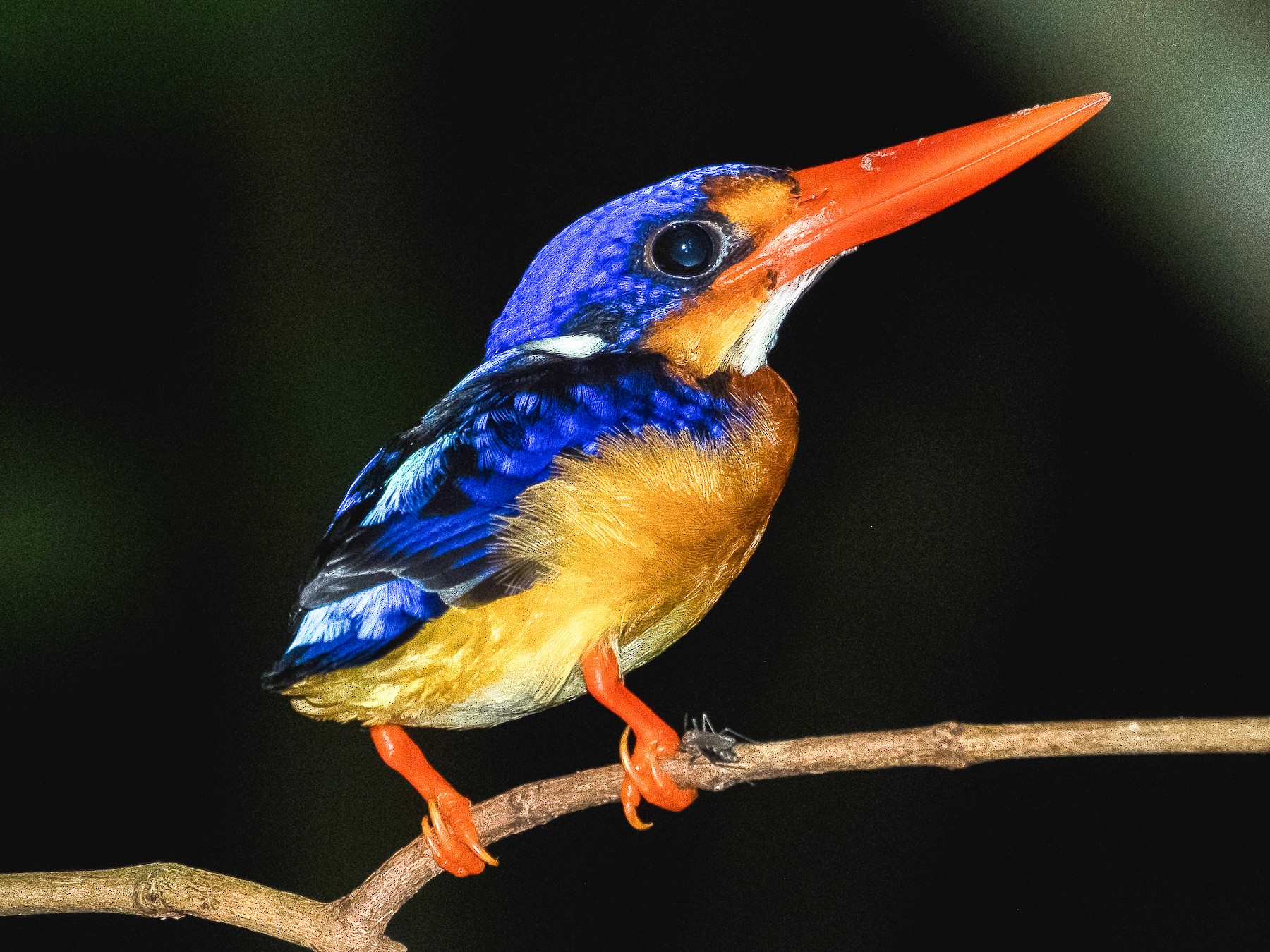 Dimorphic Dwarf-Kingfisher - Jedidiah Belciña