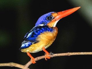  - Dimorphic Dwarf-Kingfisher