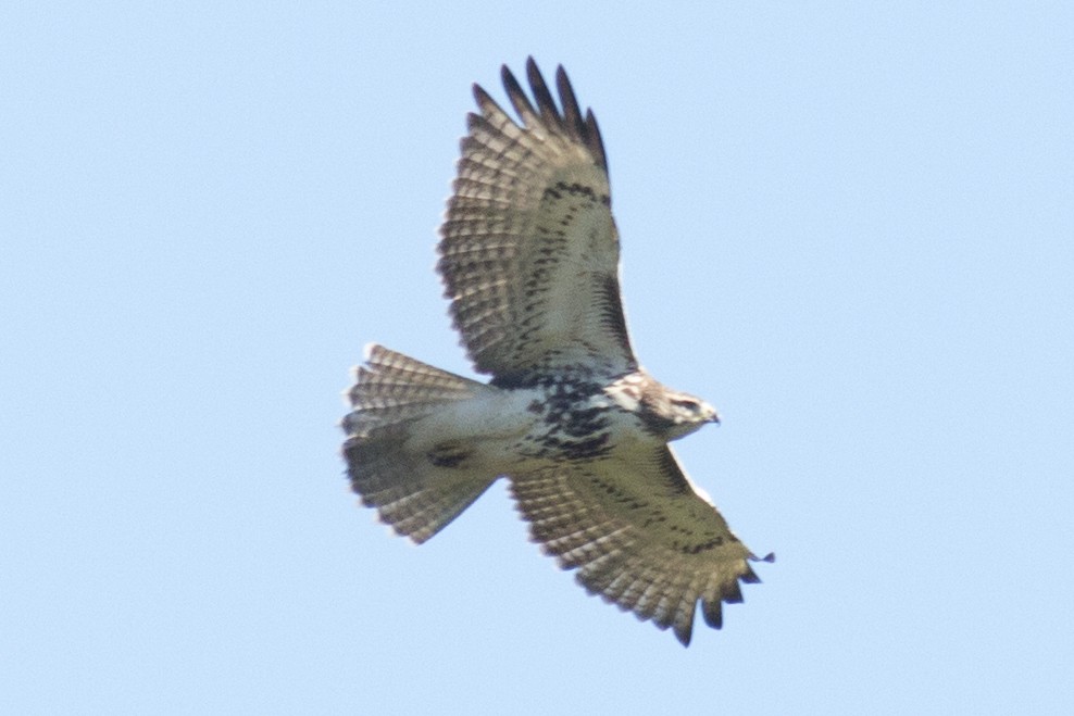 Red-tailed Hawk - ML37115611