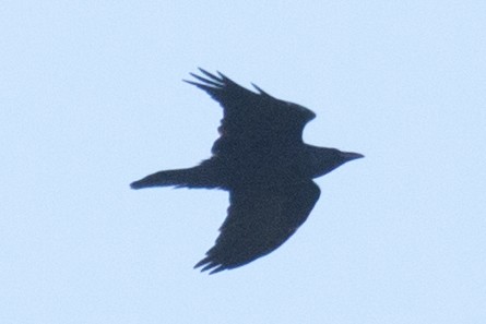 Common Raven - ML37115661