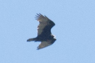 Turkey Vulture - ML37115671