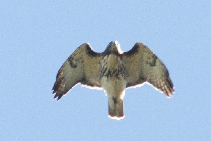 Red-tailed Hawk - ML37115761