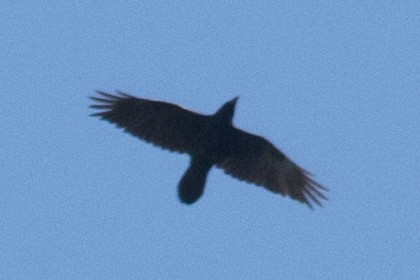 Common Raven - ML37115951
