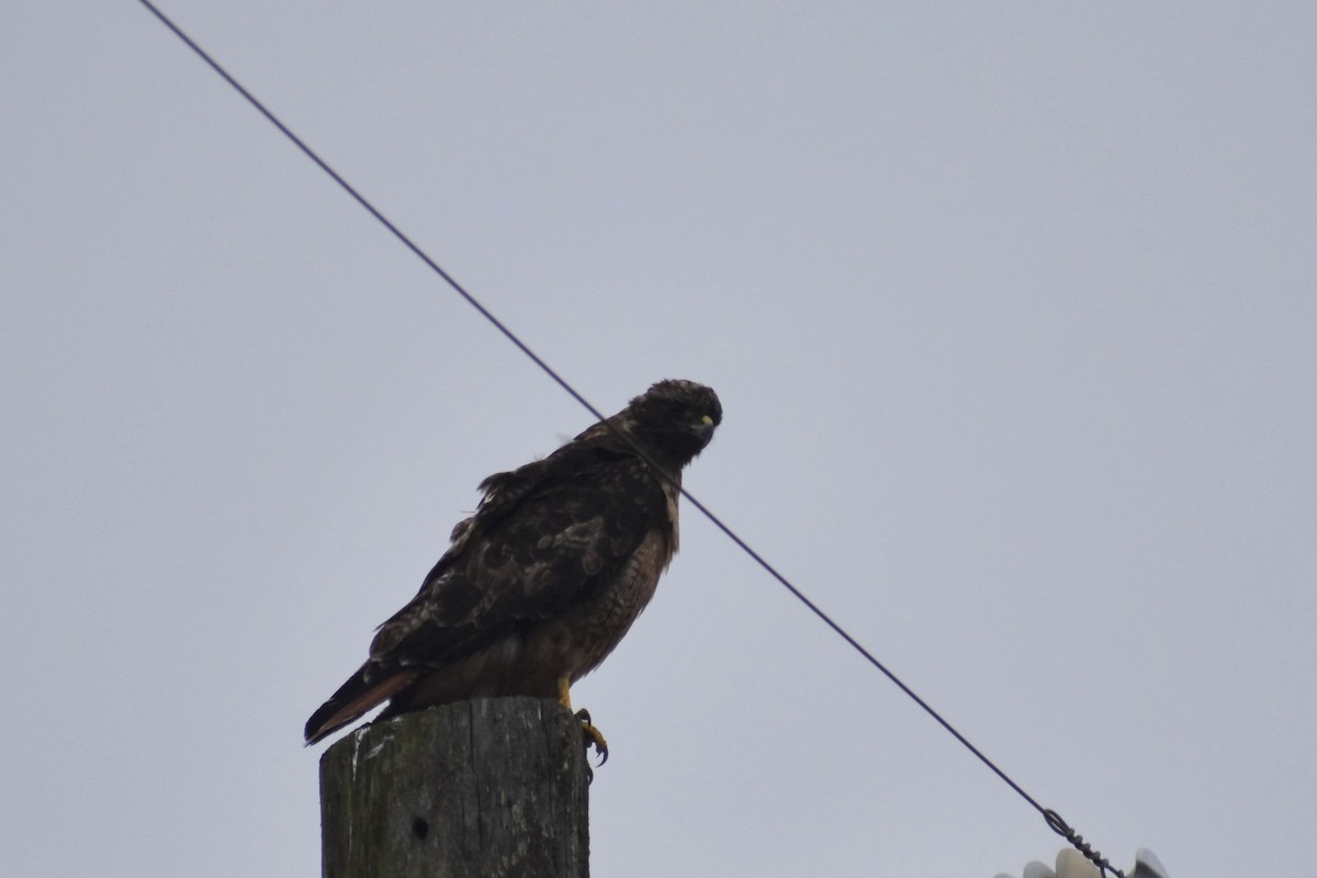 Red-tailed Hawk - ML371161641