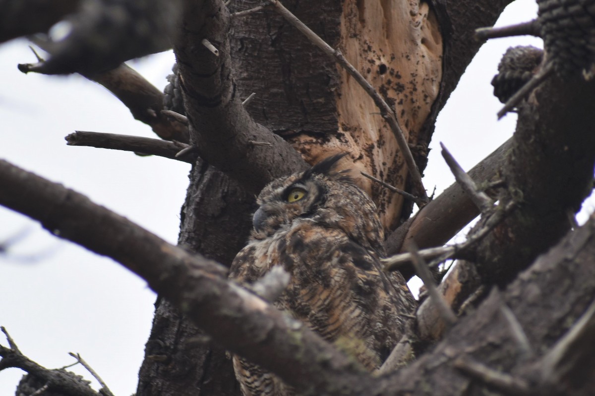 Great Horned Owl - ML371163251