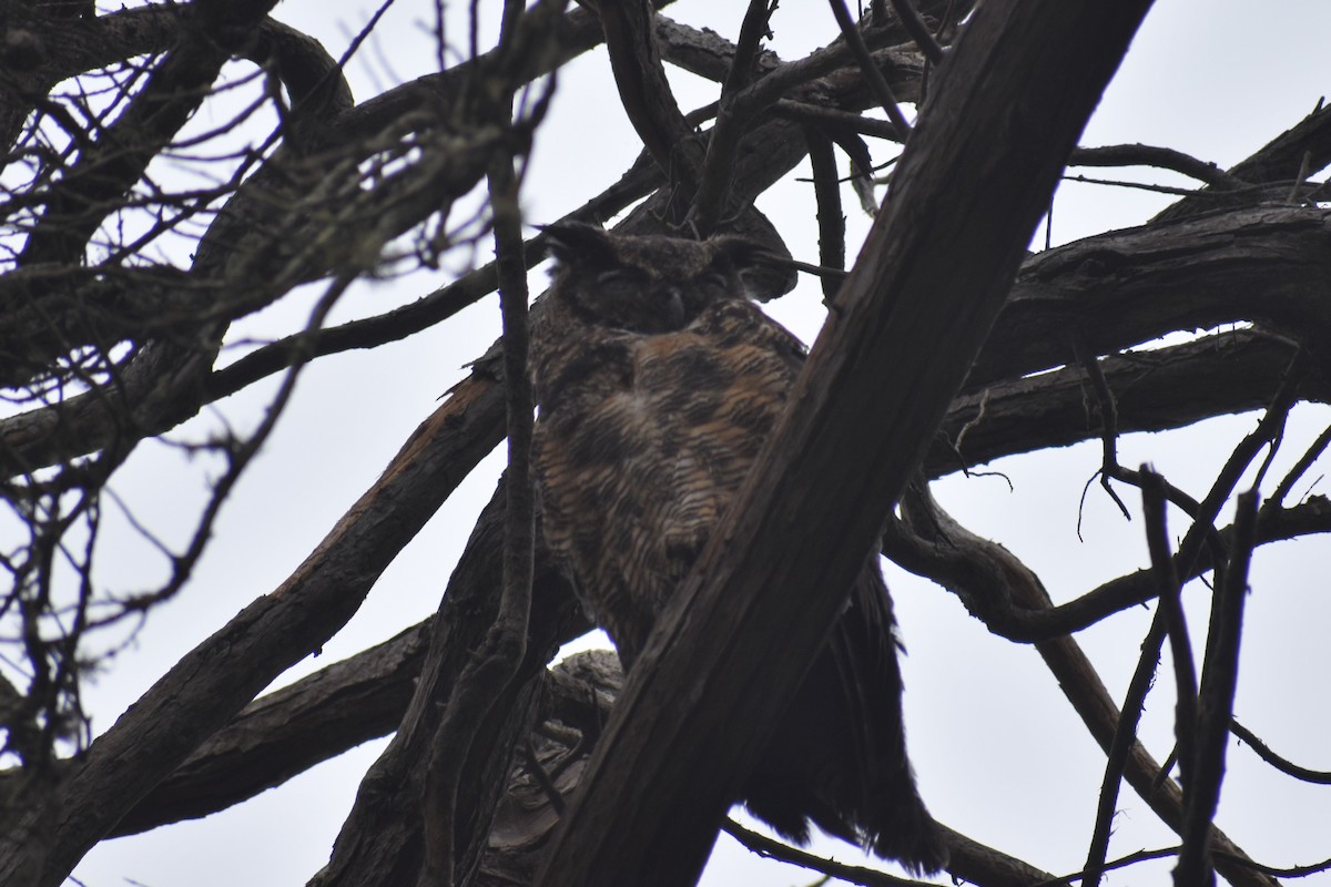 Great Horned Owl - ML371163541