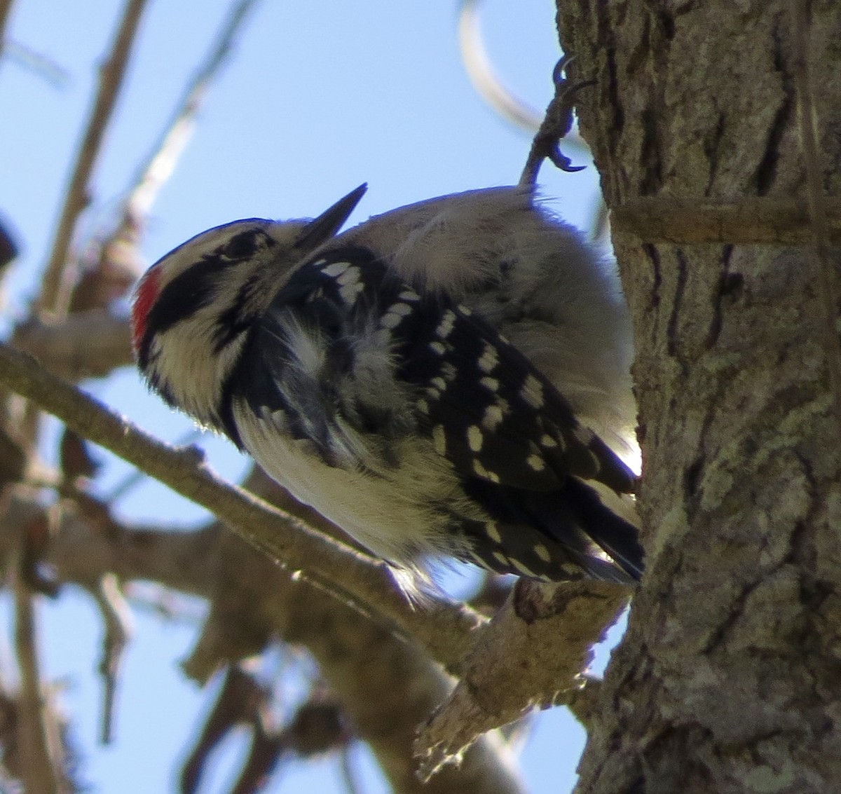 Downy Woodpecker - Terry Hill