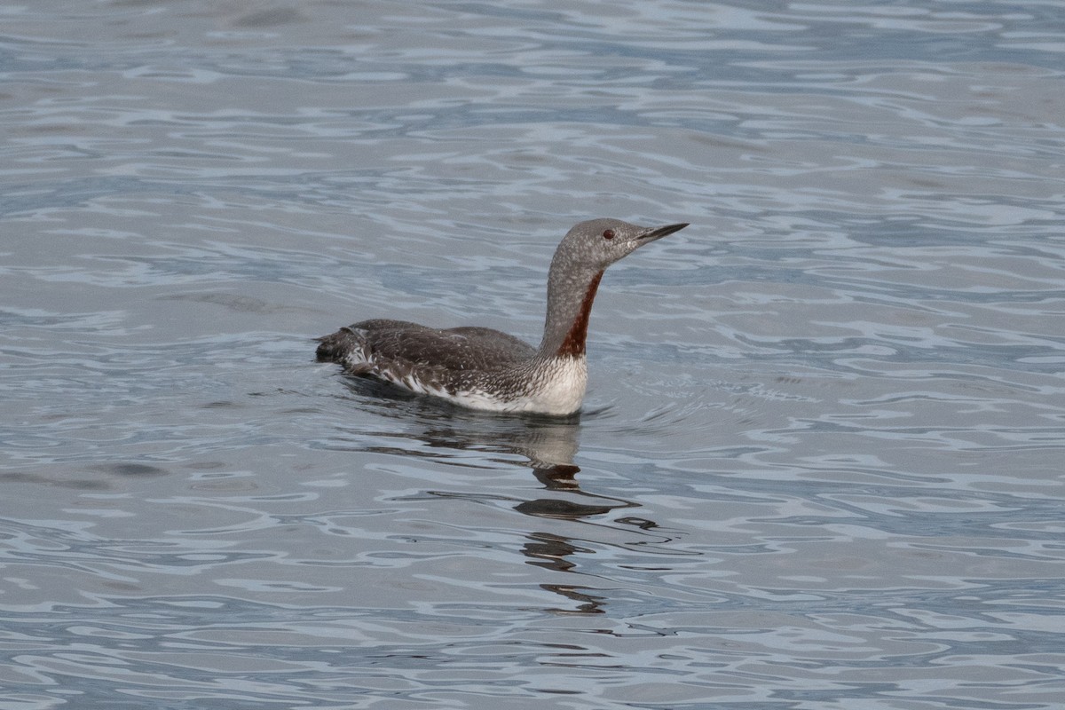 Red-throated Loon - ML371171271
