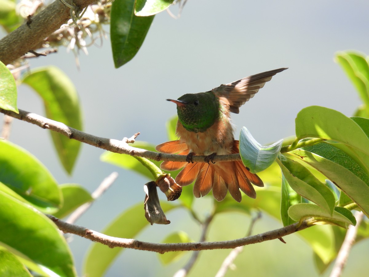 Chestnut-bellied Hummingbird - ML371174911