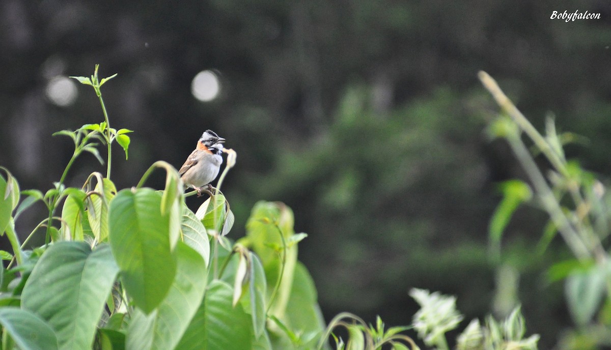 Rufous-collared Sparrow - ML37117621
