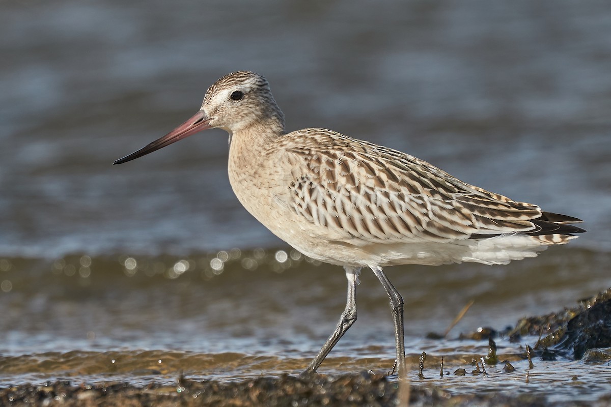Bar-tailed Godwit - Miguel Rouco