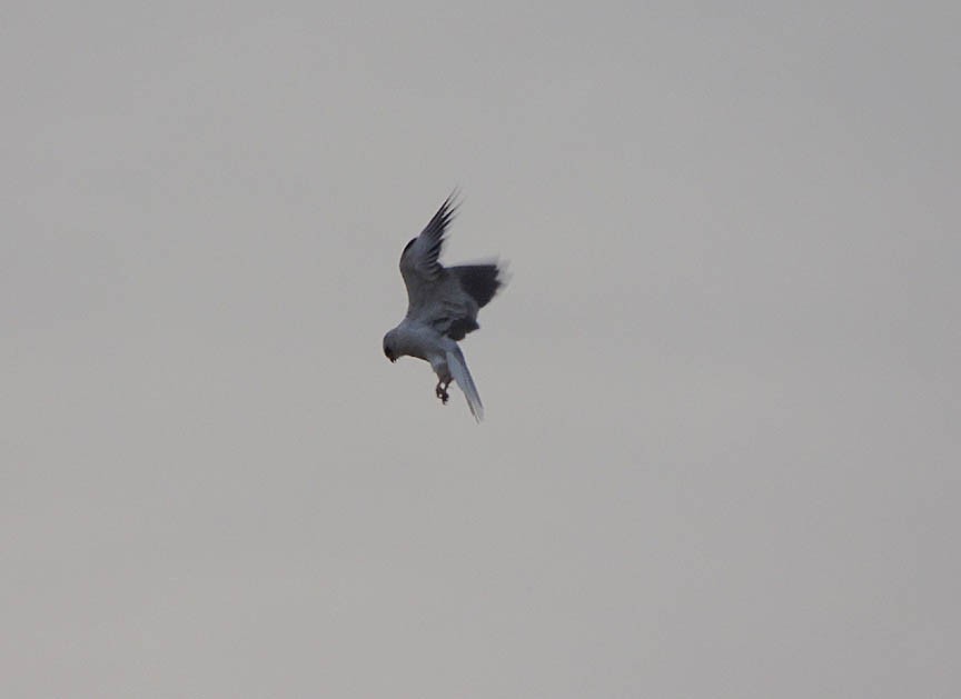 White-tailed Kite - Mark Dennis