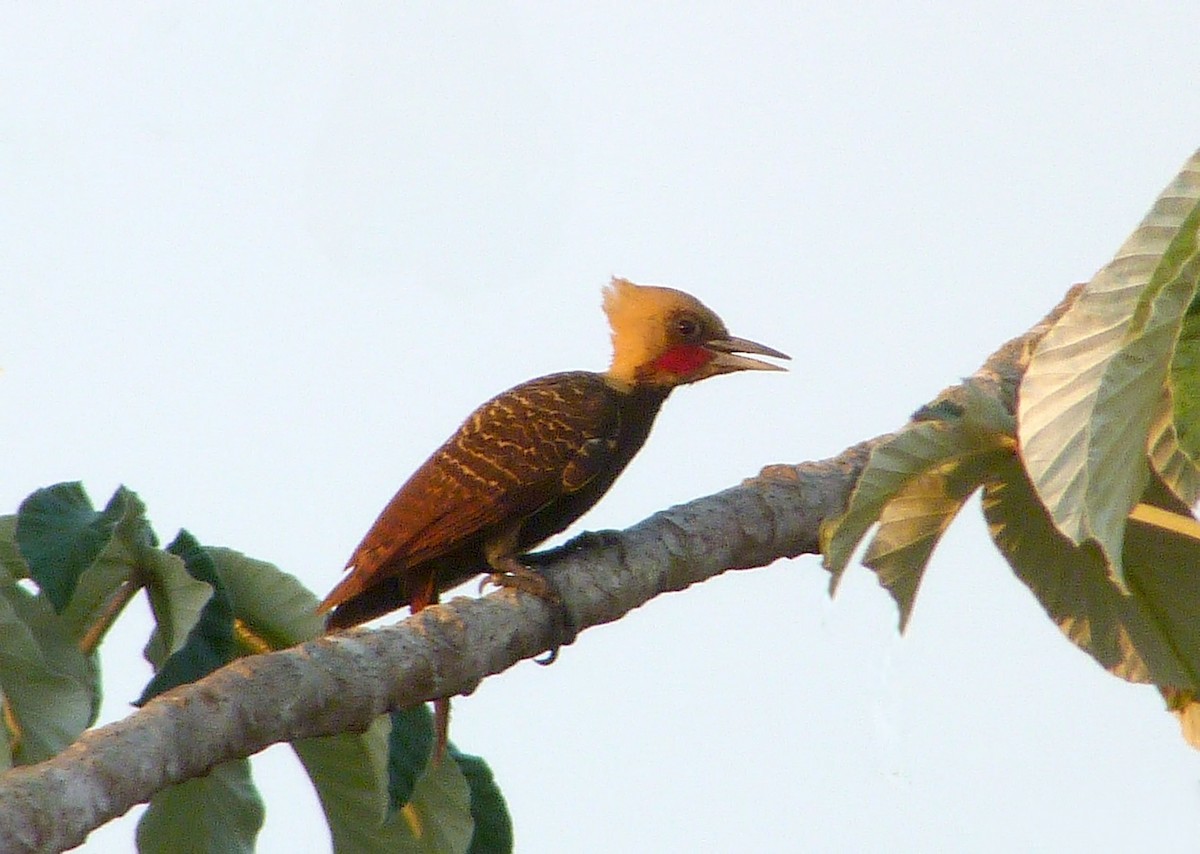 Pale-crested Woodpecker - ML371185231