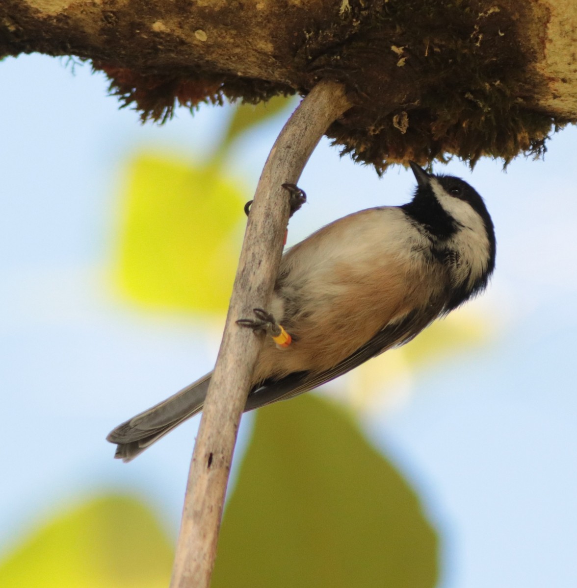 Black-capped Chickadee - Daphne Asbell