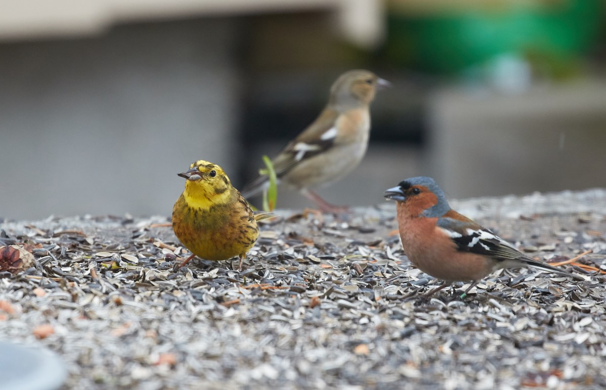 Common Chaffinch - Brooke Miller