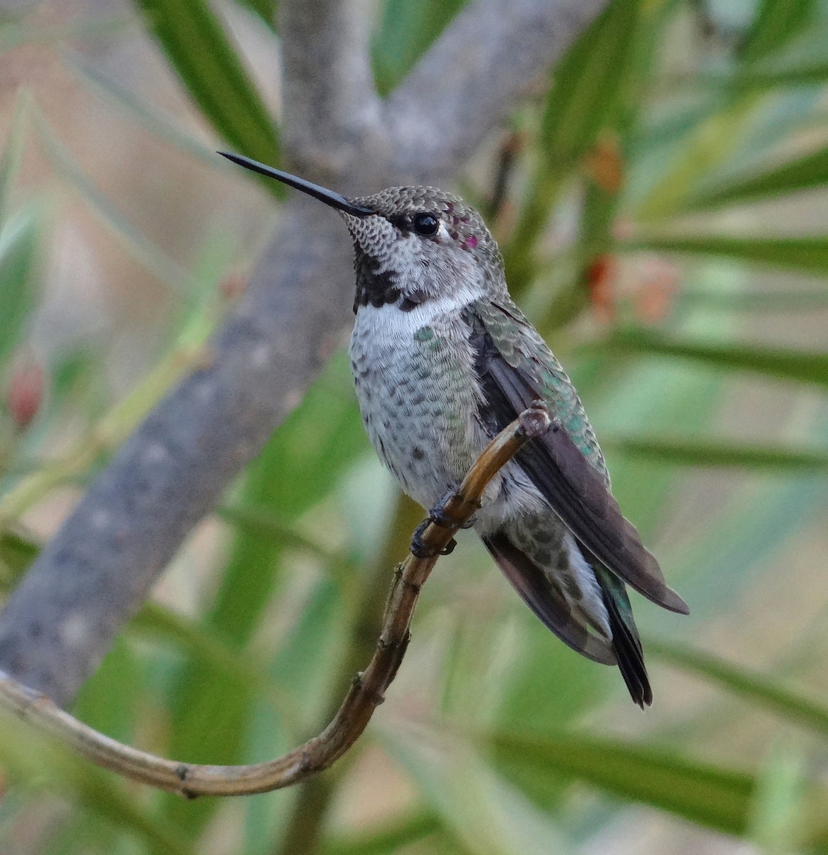 Anna's Hummingbird - Cara Barnhill