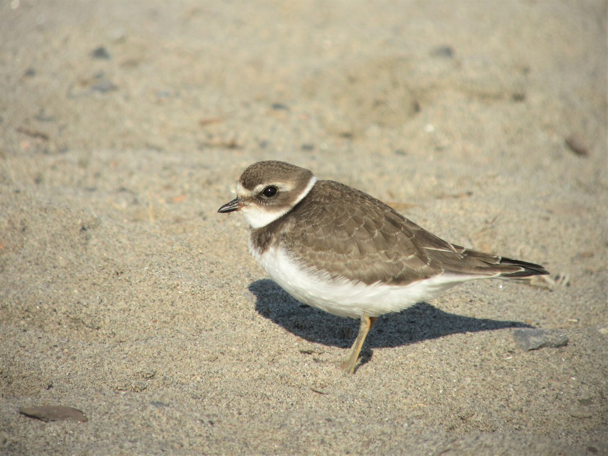 Semipalmated Plover - ML371199971