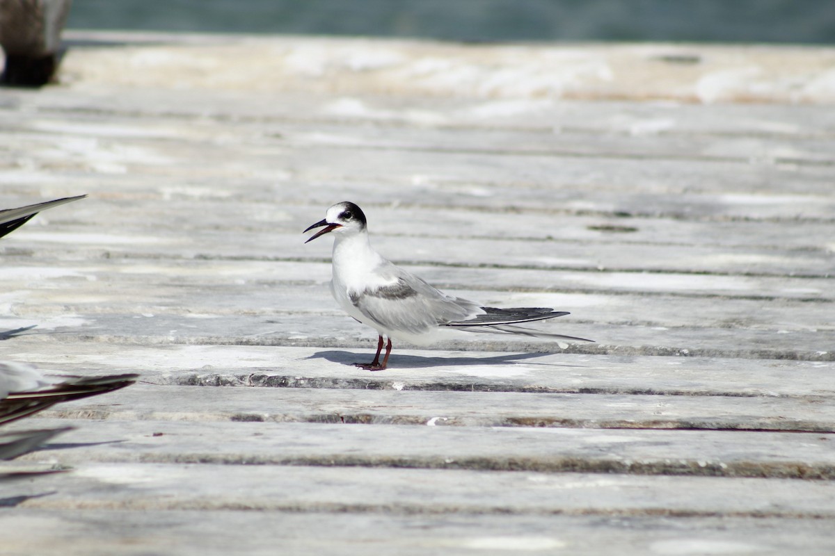 Common Tern - Wilberth Salas Pech