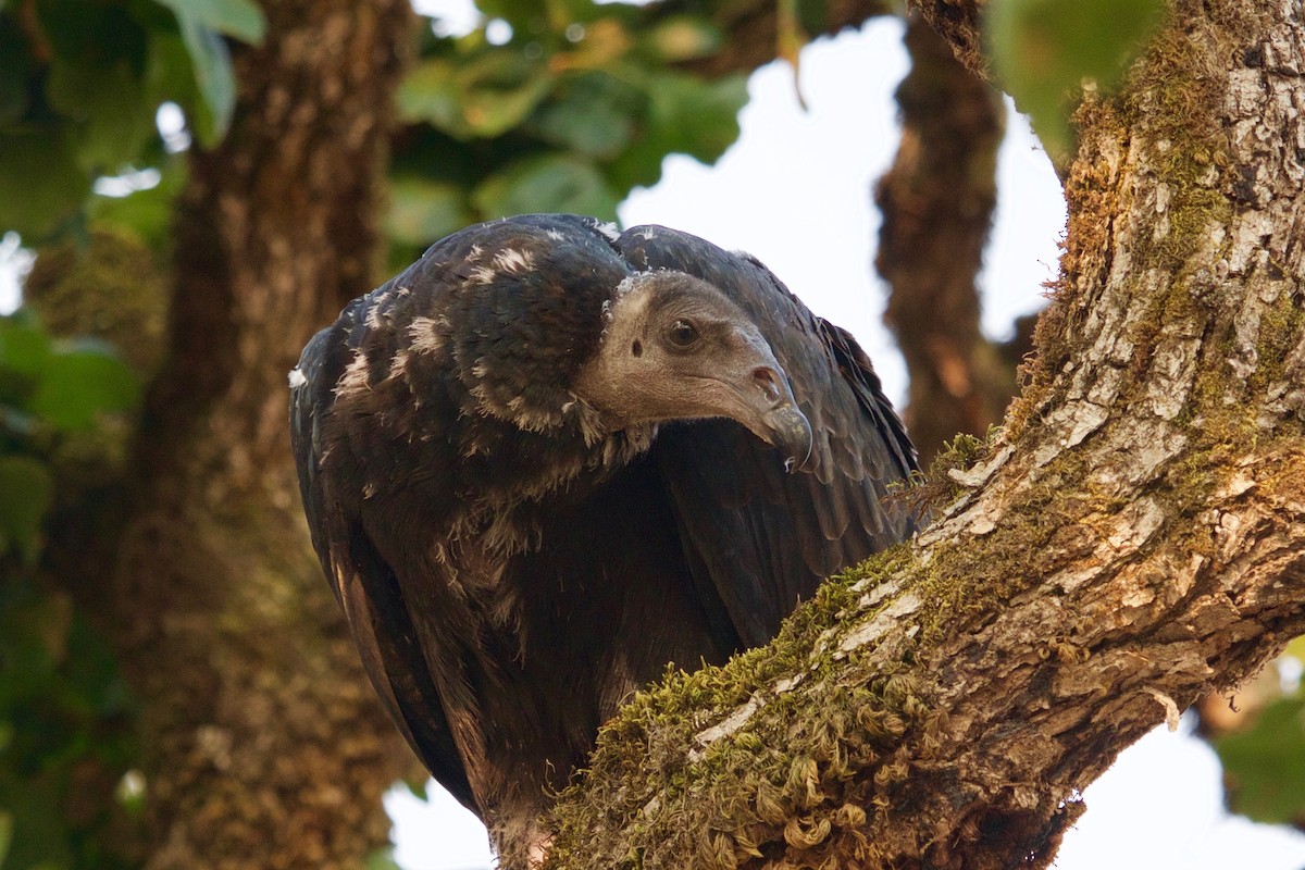 Turkey Vulture - Loyan Beausoleil