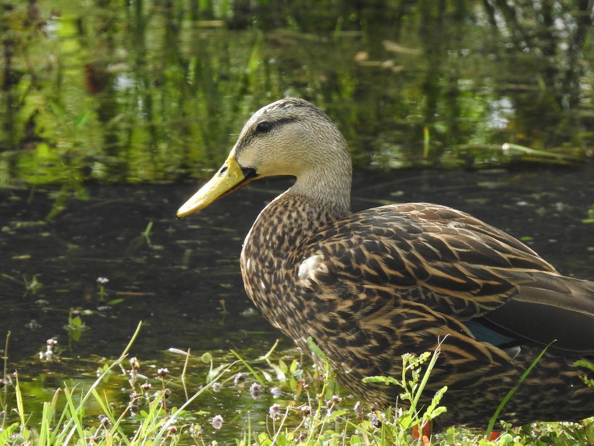 Mottled Duck (Florida) - ML371209951