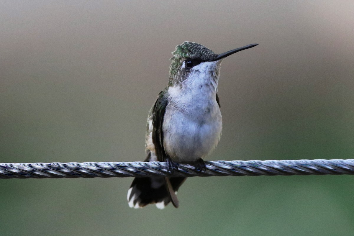 Ruby-throated Hummingbird - Don Brode
