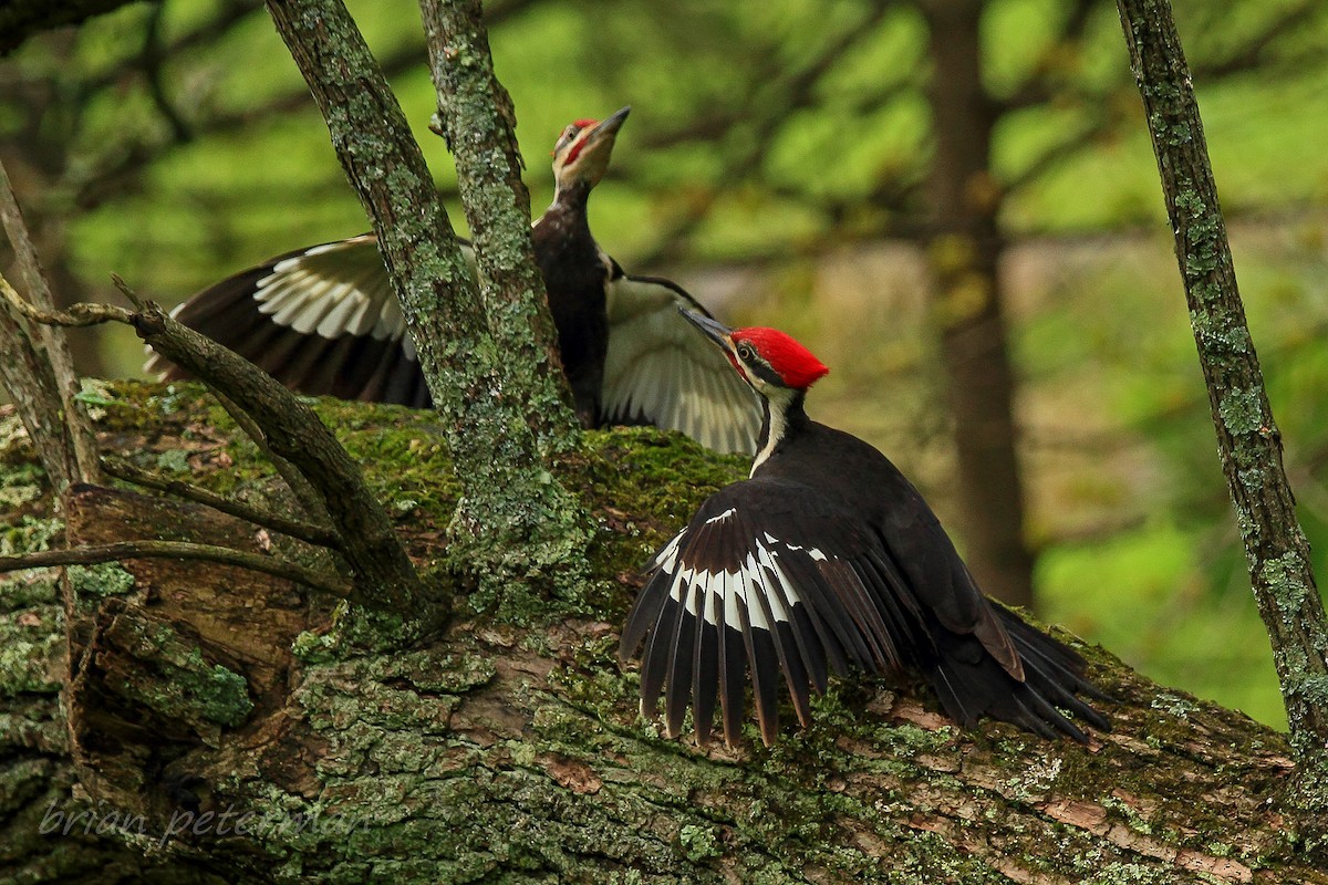 Pileated Woodpecker - Brian Peterman