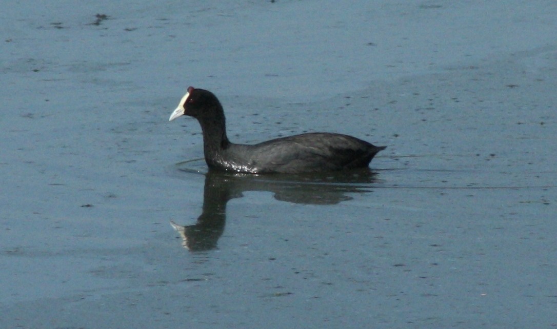 Red-knobbed Coot - Jacob C. Cooper