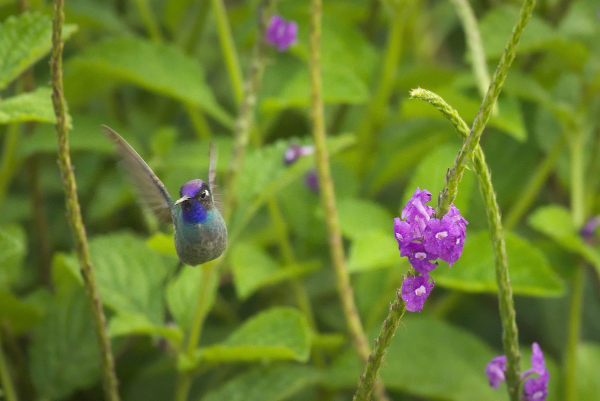 Violet-headed Hummingbird - Alberto Lobato (El Chivizcoyo)