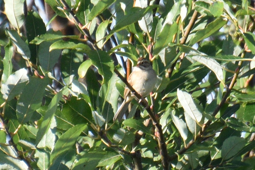 Clay-colored Sparrow - ML371231821