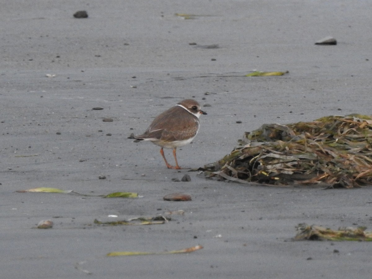 Semipalmated Plover - ML371237281