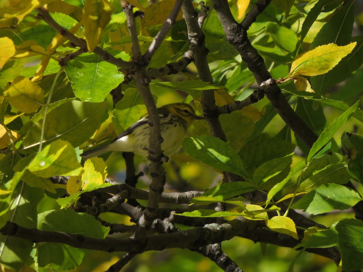 Black-throated Green Warbler - Tristan Lowery