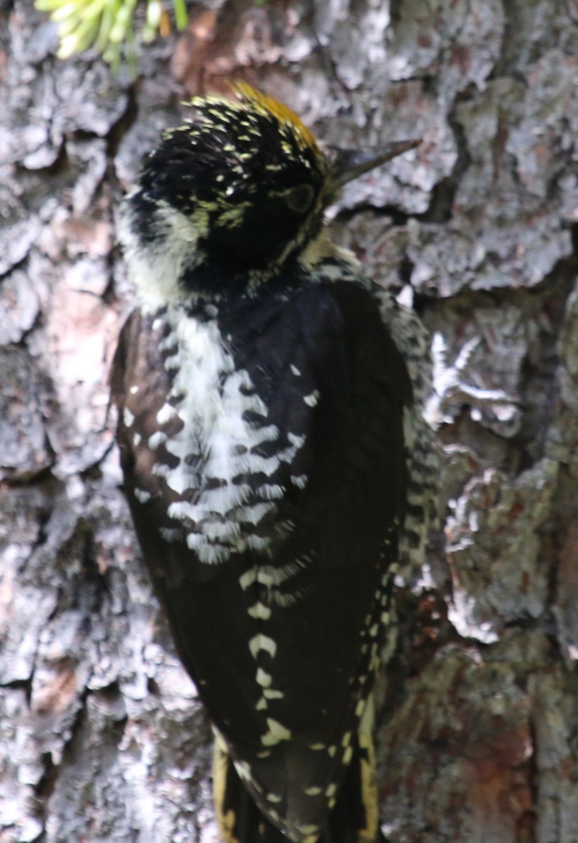 American Three-toed Woodpecker (Northwest) - ML37123841