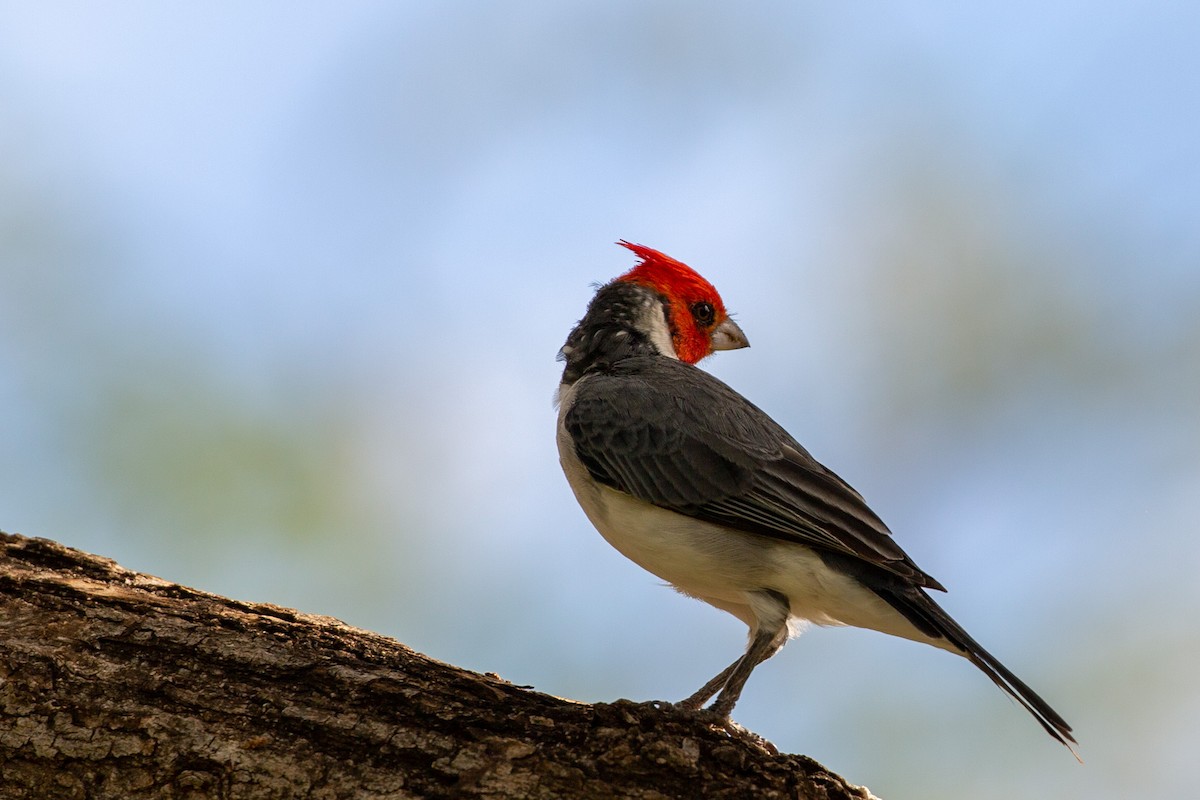 Red-crested Cardinal - ML371238601