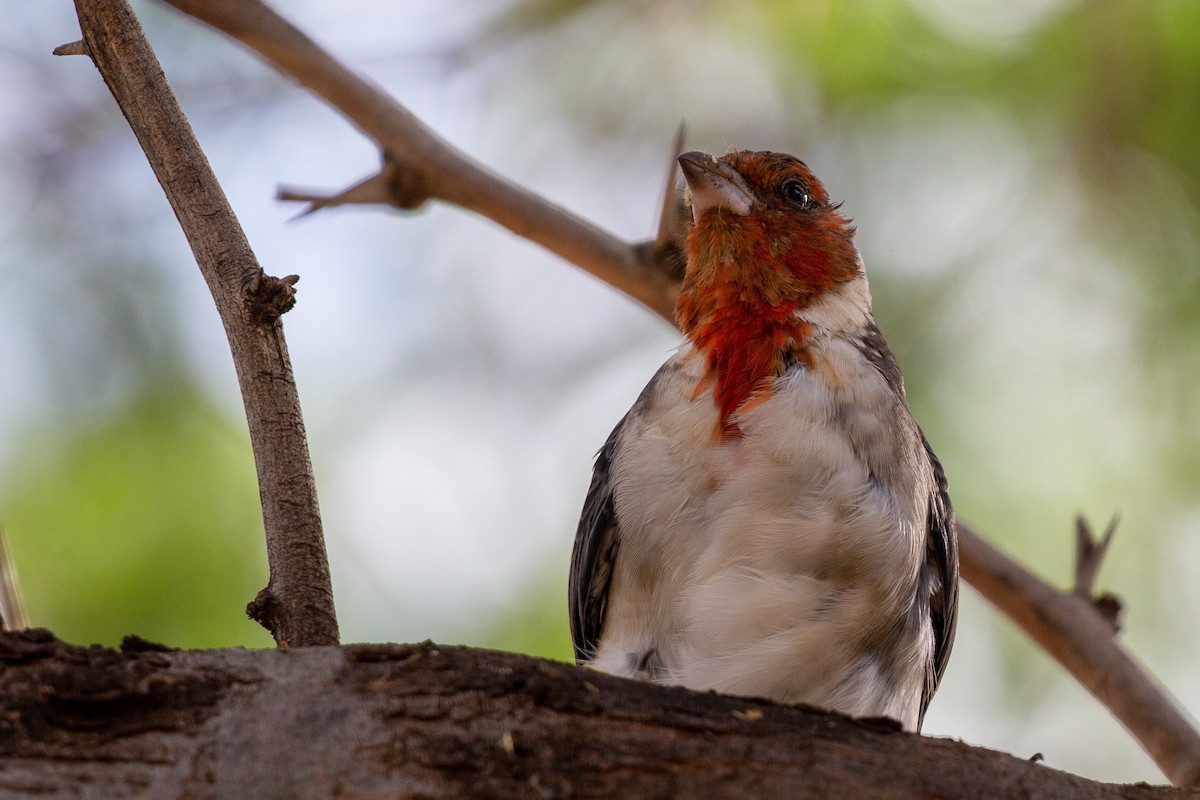 Red-crested Cardinal - ML371238661