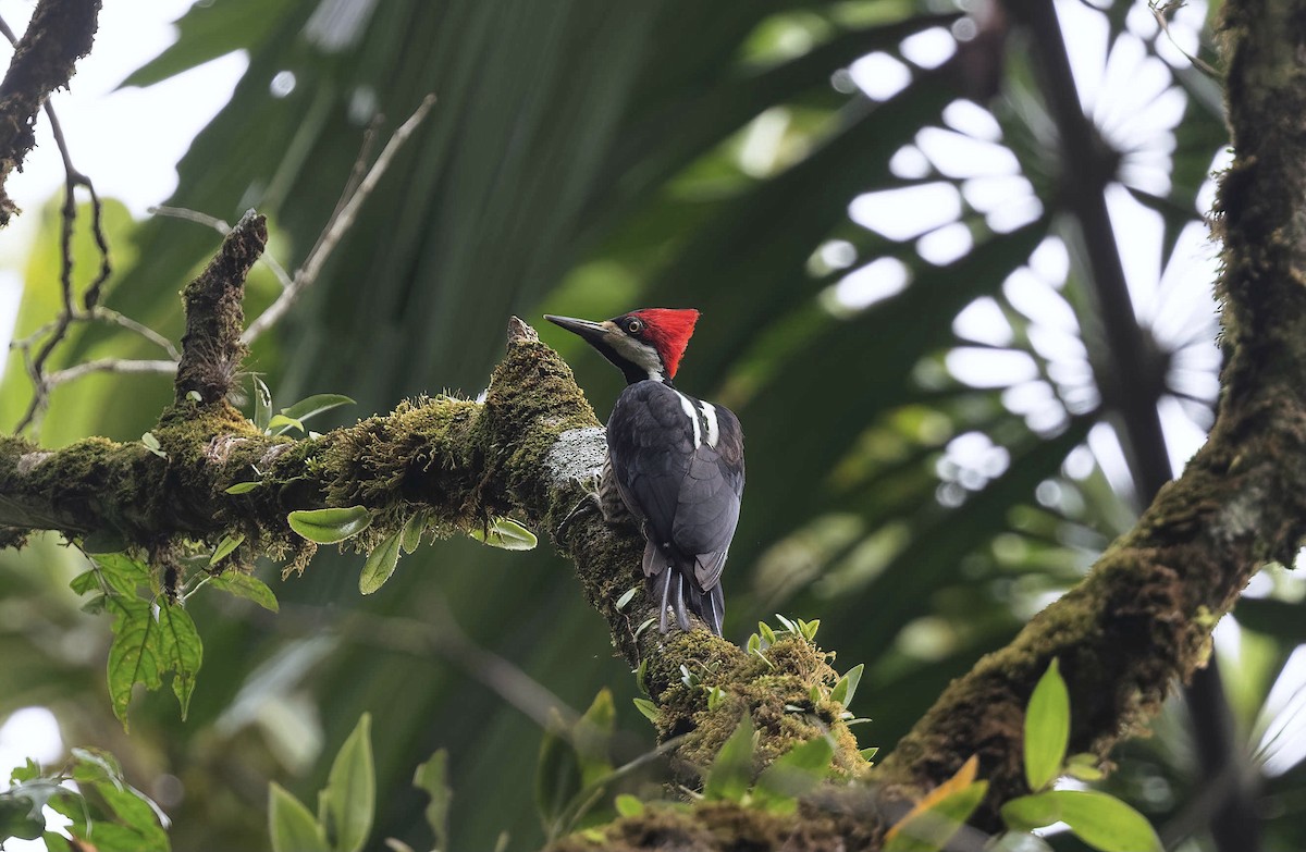 Crimson-crested Woodpecker - Timo Mitzen