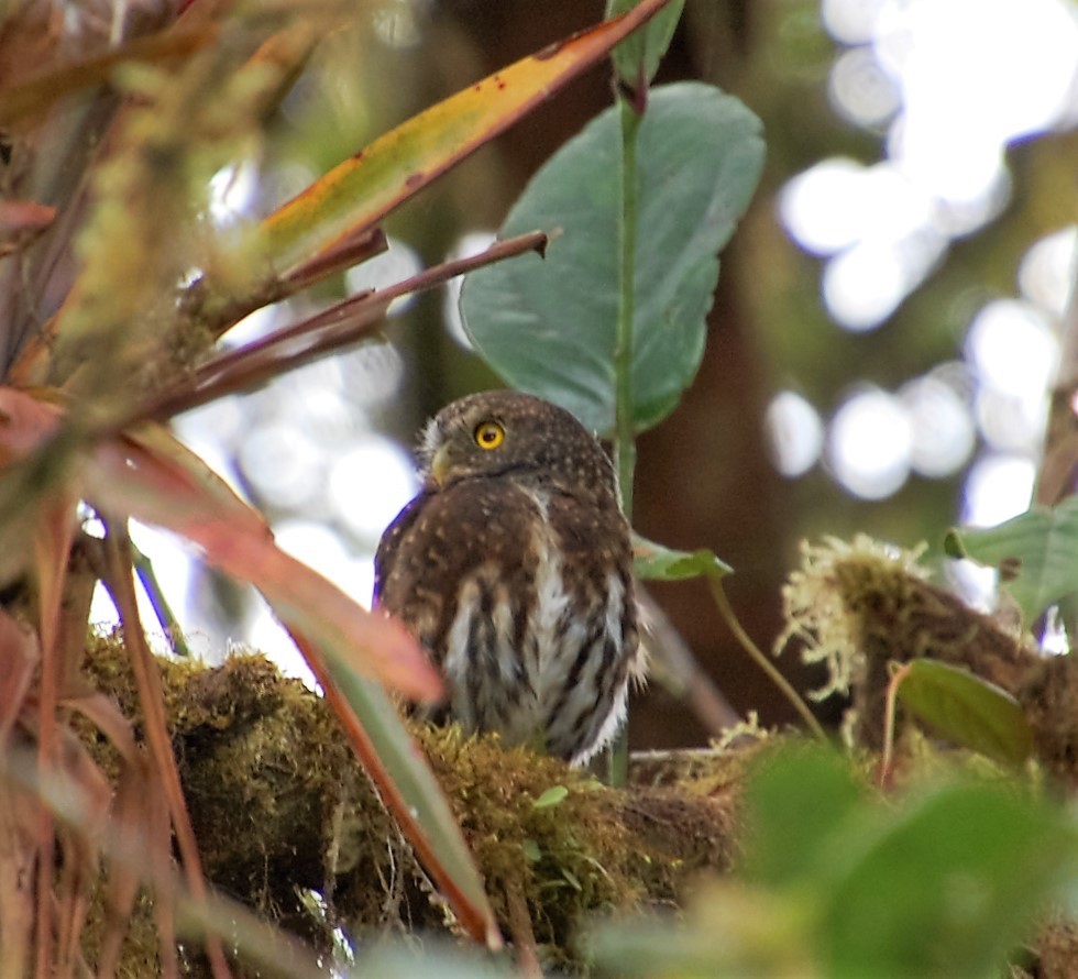Andean Pygmy-Owl - Timothy White