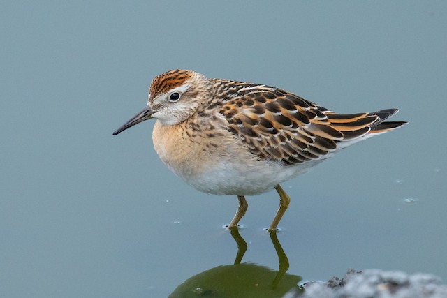 Juvenile Sharp-tailed Sandpiper. - Sharp-tailed Sandpiper - 